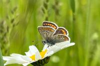 Aricia agestis