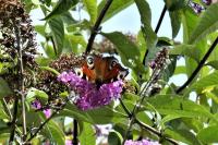 Aglais io