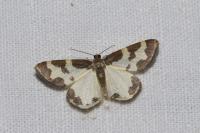 Lomaspilis marginata