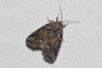 Bryophila ravula