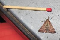 Synaphe punctalis