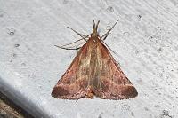 Synaphe punctalis