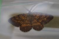 Ematurga atomaria