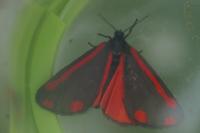 Tyria jacobaeae