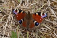 Aglais io