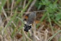 Macroglossum stellatarum