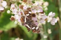 Araschnia levana