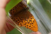 Argynnis paphia