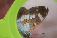 Limenitis camilla