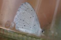 Celastrina argiolus