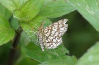 Chiasmia clathrata
