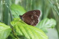 Aphantopus hyperantus