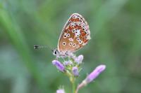 Aricia agestis