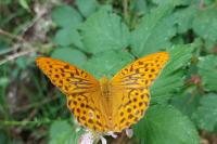 Argynnis paphia