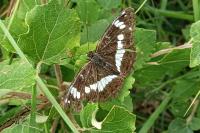 Limenitis camilla