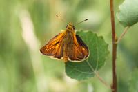 Ochlodes sylvanus