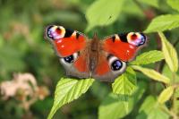 Aglais io