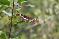 Limenitis camilla