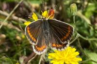 Aricia agestis