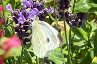 Pieris rapae