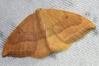 Watsonalla cultraria