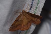 Plagodis pulveraria