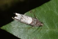 Notocelia roborana