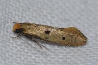 Tinea trinotella