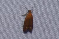 Lathronympha strigana