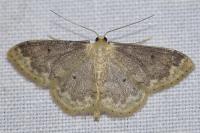 Idaea biselata