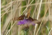Melitaea phoebe