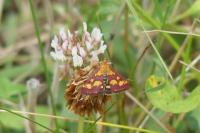 Pyrausta purpuralis
