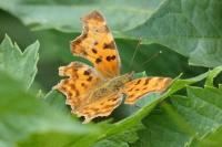 Polygonia c-album