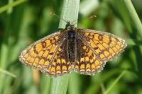 Melitaea parthenoides