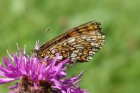 Melitaea parthenoides