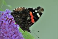 Vanessa atalanta