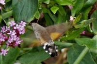 Macroglossum stellatarum