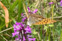 Argynnis paphia