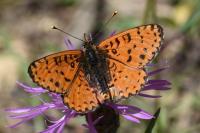 Melitaea didyma