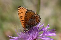 Melitaea didyma