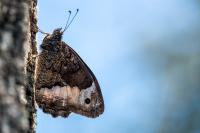 Hipparchia fagi