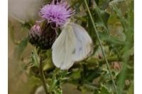 Pieris napi