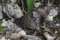 Hipparchia statilinus