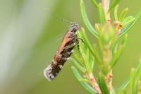 Aristotelia ericinella