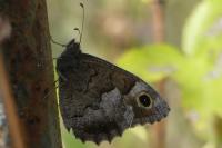 Hipparchia statilinus