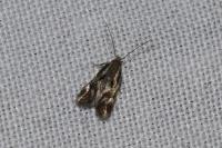 Elachista utonella