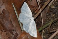 Cabera exanthemata