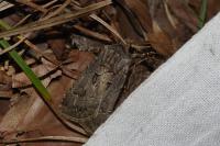 Agrotis bigramma