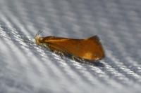 Metalampra italica