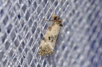 Cochylis molliculana